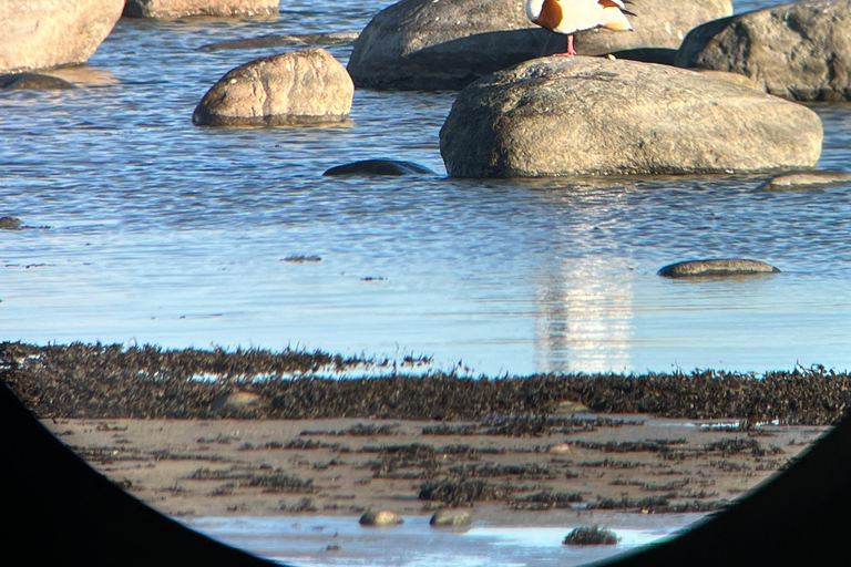Tallinn: Morning Paljassaare Birdwatching Tour with Picnic
