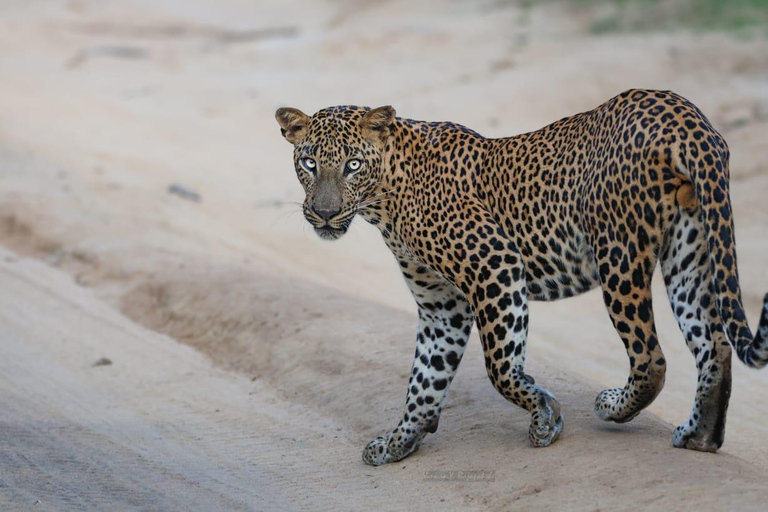 From Anuradhapura: Jungle Tour in Wilpattu From Anuradhapura: Full Day Safari Tour in Wilpattu