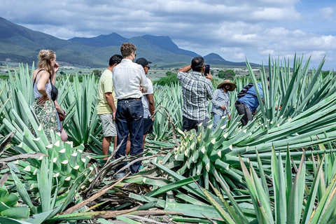 Oaxaca: Excursão à destilaria de mezcal com degustações