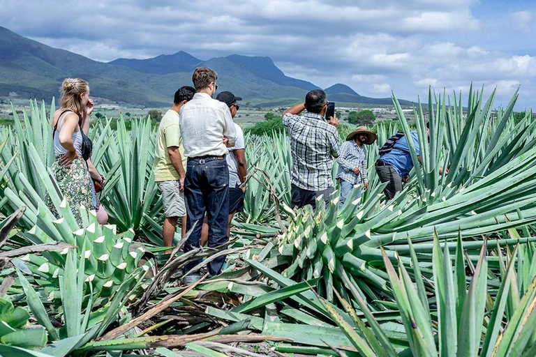 Oaxaca: Tour delle distillerie di Mezcal con degustazioni