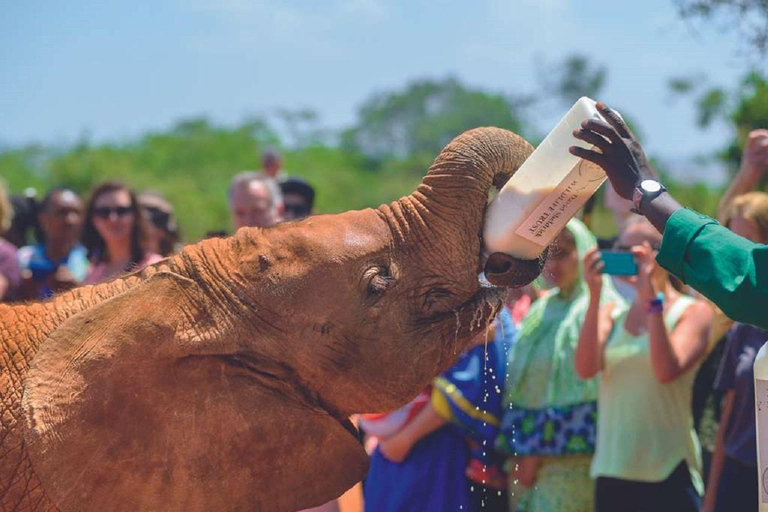 Dagstur till Elefantbarnhemmet och Karen Blixen Museum