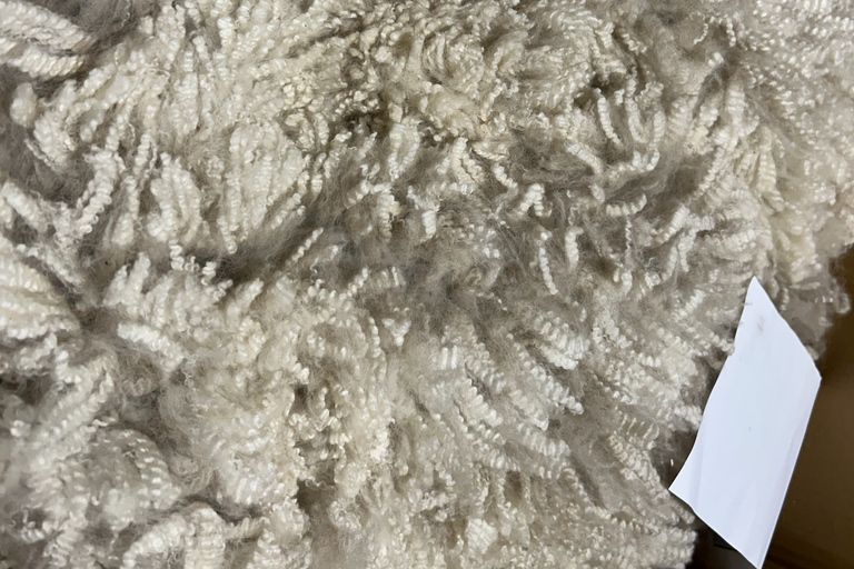 From Christchurch: Alpaca Farm Tour with Feeding and Guide