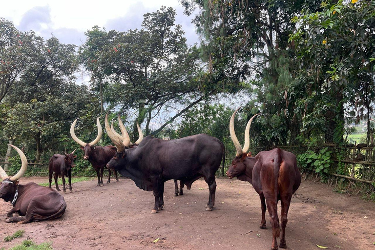 Kigali: 7-Day Safari, Wildlife Immersion, Big 5 to Gorillas