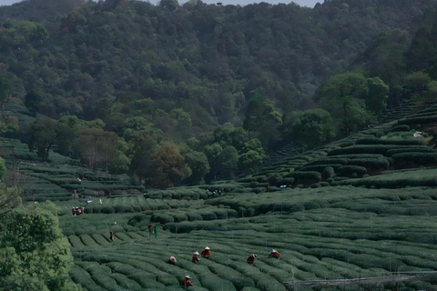One-Day Hangzhou Tour: Explore Longjing Tea Culture