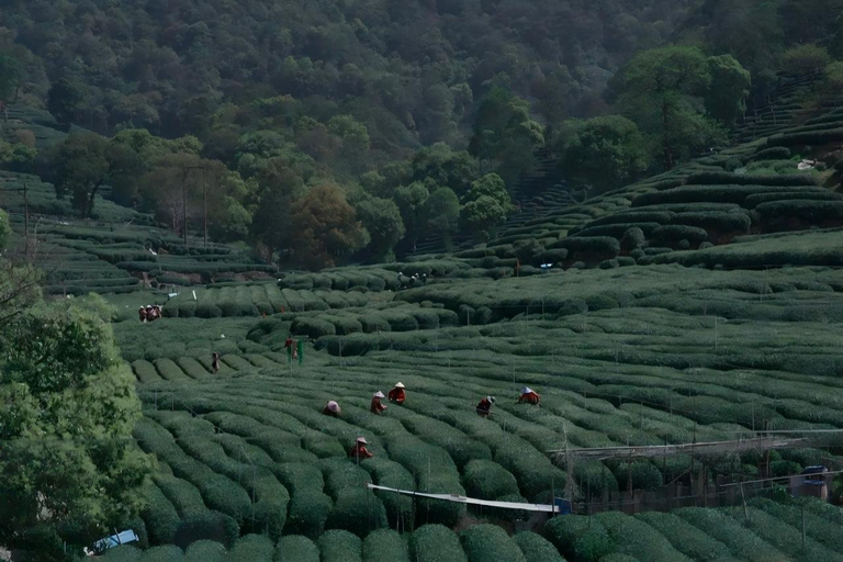 One-Day Hangzhou Tour: Explore Longjing Tea Culture