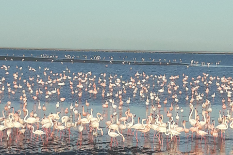 Walvis Bay: Catamaran Cruise and Sandwich Harbour Tour