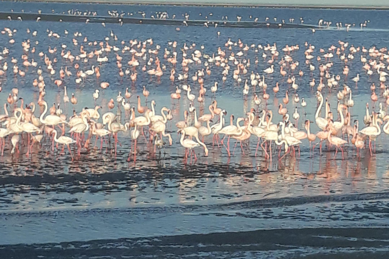 Walvis Bay: Tour del porto di Sandwich