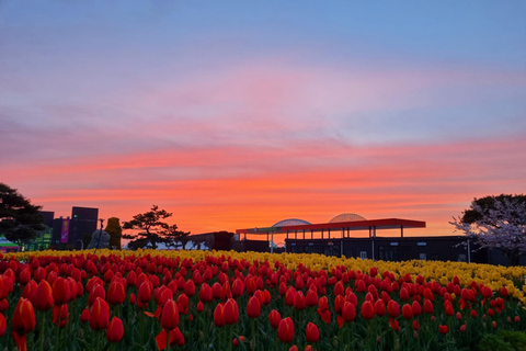 Seoul: Taean Tulip Festival and Strawberry Picking Day Tour Shared Tour, Meet at Dongdaemun