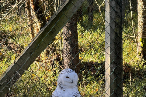 Rovaniemi: trip to the Ranua Zoo (transportation, tickets)