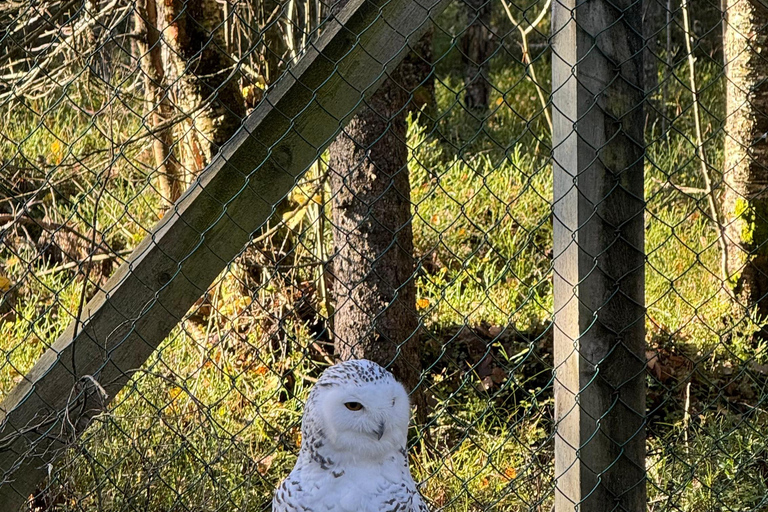 Rovaniemi: trip to the Ranua Zoo (transportation, tickets)