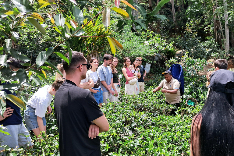 Ella: Organic Tea Plantation Tour with Tea Making & Tasting