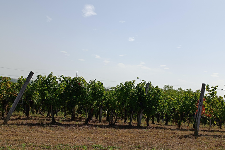 Da Belgrado: mausoleo di Oplenac Tour reale con azienda vinicola