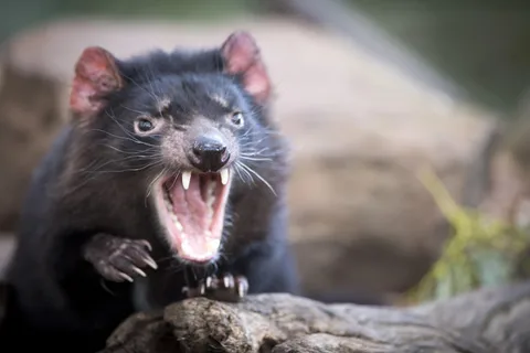 Au départ de Hobart : Port Arthur, Richmond et visite du diable de Tasmanie