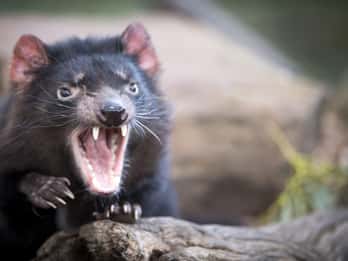 Hobart: Port Arthur, Richmond & Tassie Devil - Active Tour