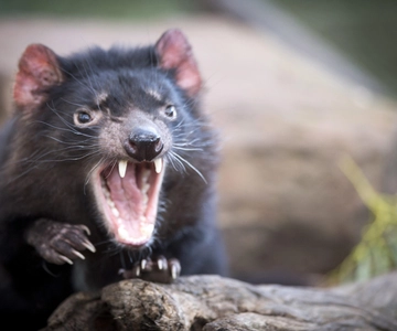 From Hobart: Port Arthur, Richmond and Tasmanian Devil Tour