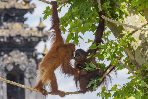 بروجليت تذكرة دخول حديقة حيوان بايري دايزاأيام الأسبوع