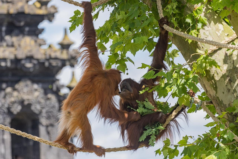 بروجليت تذكرة دخول حديقة حيوان بايري دايزاأيام الأسبوع