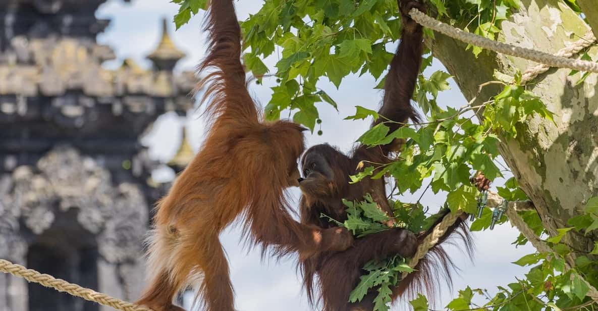 Afbeelding 4 van Brugelette: Pairi Daiza Zoo inclusief toegangsbewijs voor 'Edenya'