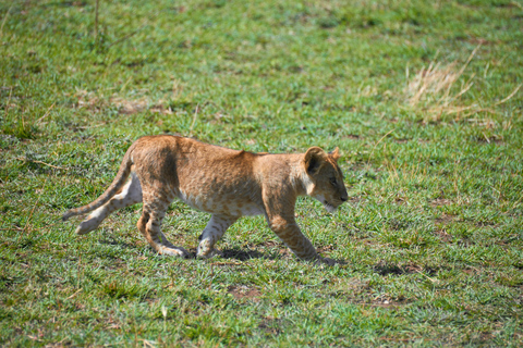 Arusha: 3-Day Serengeti Safari with Accommodation