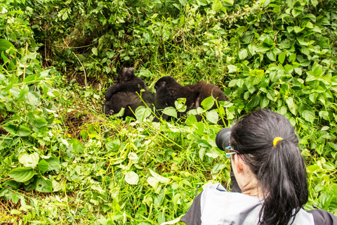 Uganda: 5-Day Chimpanzee & Gorilla Trekking Safari Adventure Per Person Sharing Rate for Six