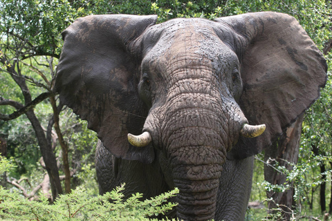 St Lucia: 2-in-1 Hluhluwe-iMfolozi and iSimangaliso Safari