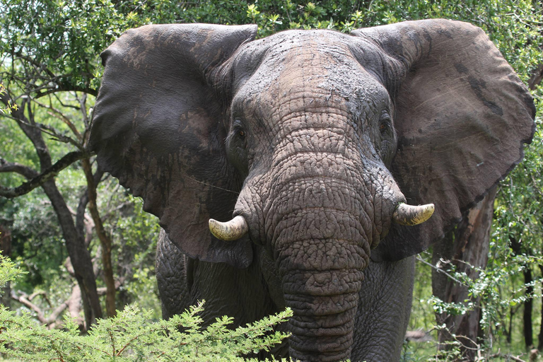 St Lucia: 2-in-1 Hluhluwe-iMfolozi and iSimangaliso Safari