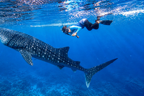 Cebu: Oslob Whale Shark Swimming Experience with Transfer