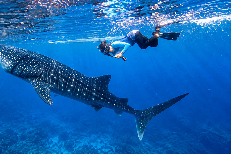 Cebu: Oslob Whale Shark Swimming Experience with Transfer