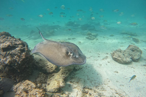 Au départ de Cancun : Plongée avec masque et tuba à Ocean Reef