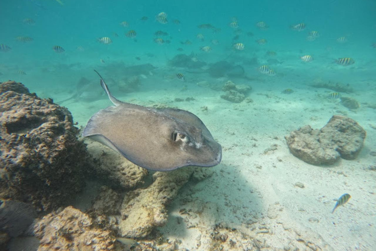 Au départ de Cancun : Plongée avec masque et tuba à Ocean Reef