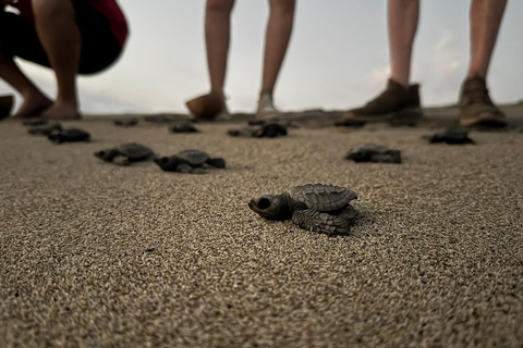 Puerto Escondido: Unforgettable Turtle Release Experience