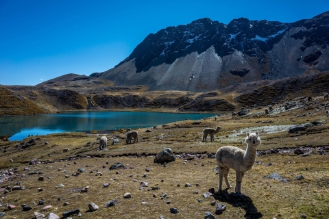 Cusco: Excursie naar Ausangate 7 Lagunas + lunch