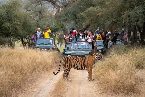 Delhi: 8-Day Golden Triangle with Udaipur & Ranthambore Tour