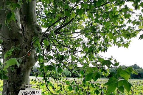 Bordeaux : Nel cuore di un vigneto biologico a conduzione familiare