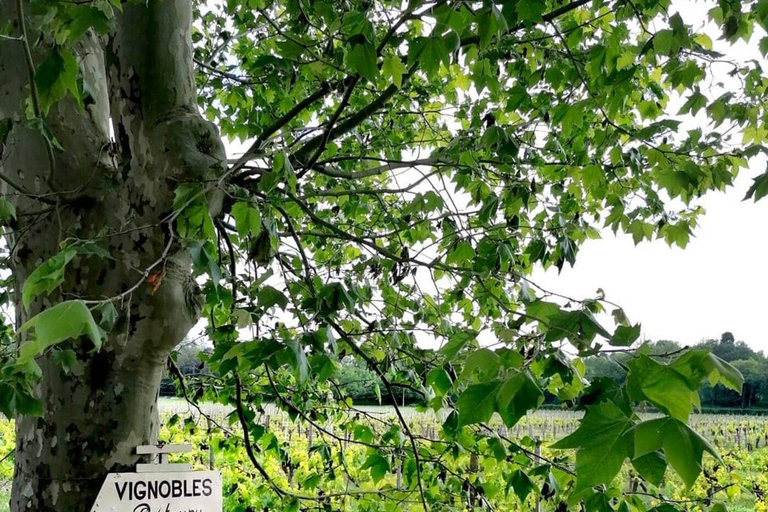 Bordeaux : Nel cuore di un vigneto biologico a conduzione familiare