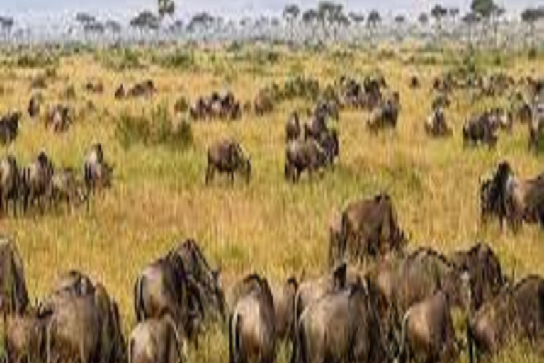 Best 5-Days Serengeti National Park