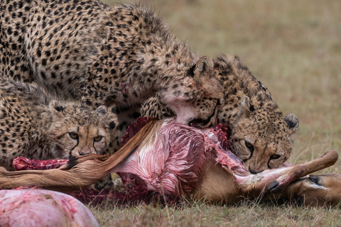 Nairobi: Safari de 3 dias em Maasai Mara com alojamento.AW