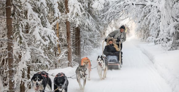 Rovaniemi: Husky Safari - 2 km ride
