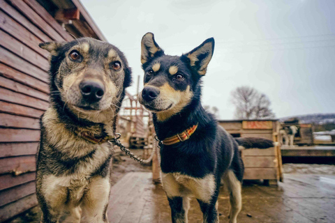 Tromsø: ontmoet husky&#039;s en geniet van zelfgemaakte chocoladetaart