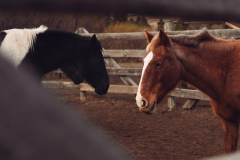 Patagonian Experience – Horseback Riding & Traditional Asado My Patagonian Experience – Horseback Riding & Traditional Asado