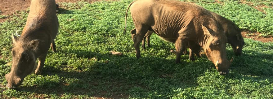 Tamale : aventure culturelle et faunique de 3 jours dans le nord du Ghana