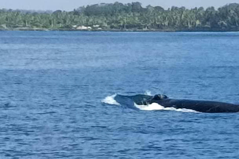 Mirissa Whale Watching Tour & Marine Life Education Session Standard Whale Watching Tour