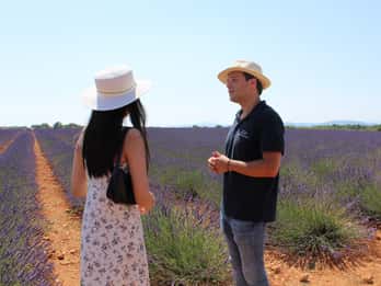 From Marseille: Valensole Lavender Full-Day tour