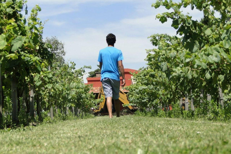 Desde Colonia: Bodega El Legado Full Experience