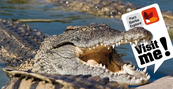Djerba Crocodile Park & Museum Tour with Hotel Pickup