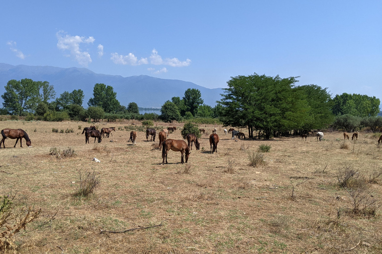 From Thessaloniki: Lake Kerkini, Boat Ride &amp; Winery Day Tour