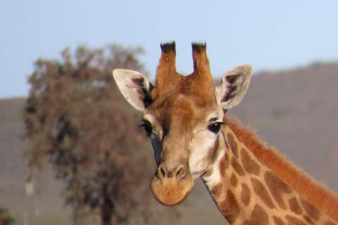 Cape Town: Aquila BIG 5 SAFARI+Lunch (Pickup & Dropoff incl)