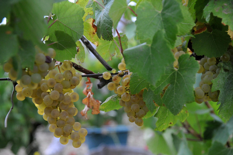 Château Villemagne: قم بزيارة القبو وتذوق النبيذ لدينا.