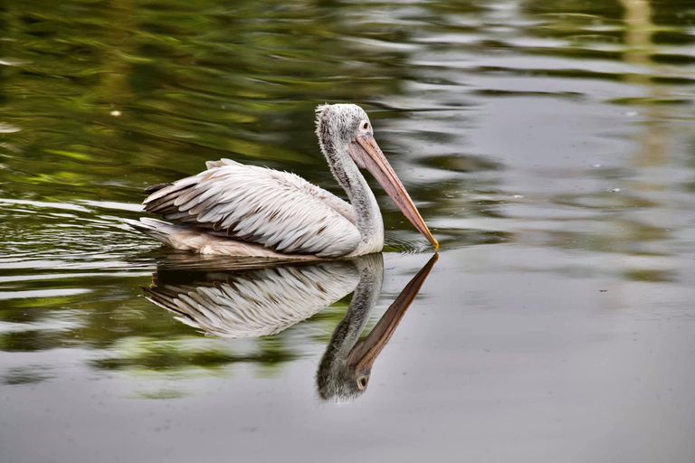 Talangama Wetlands Birdwatching & Local Village Experience