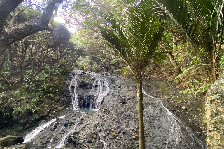 Piha & Karekare - Out of Auckland Private Tour Private Guided Tour in German